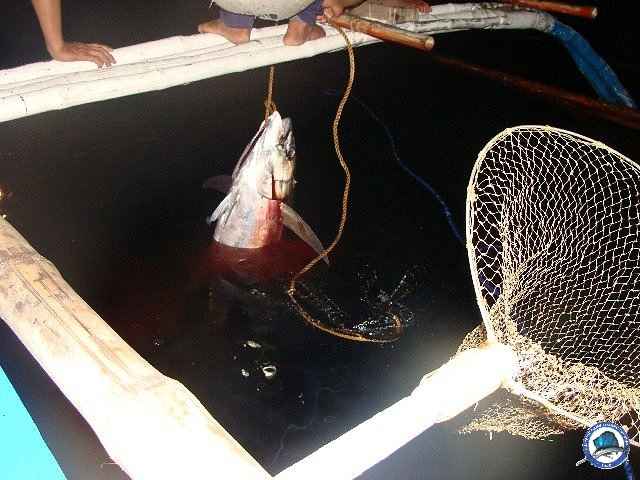 palawan Tuna Fishing 16.jpg