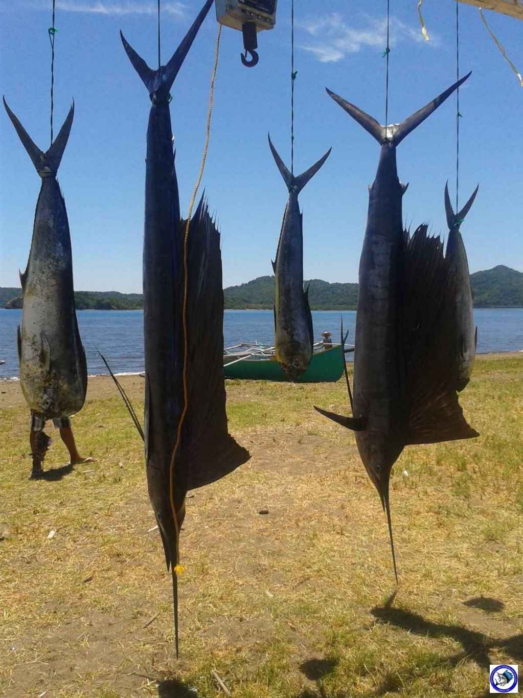 philippine sport fishing_1681.jpg