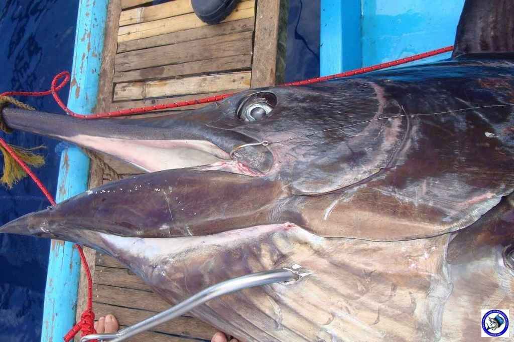 Philippine Sport Fishing 318kg Black Marlin07.JPG